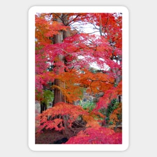 Autumn Colours 5 Sticker